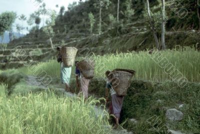 Nepali women porters