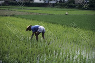 Man tending rice paddy