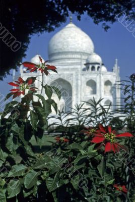 Taj Mahal, framed by pointsettias