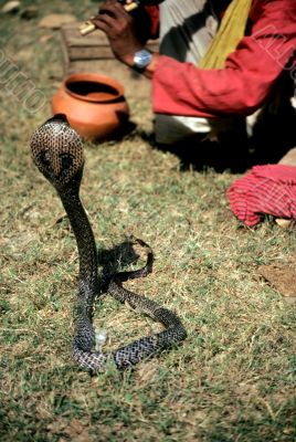 Cobra performing for  snake charmer