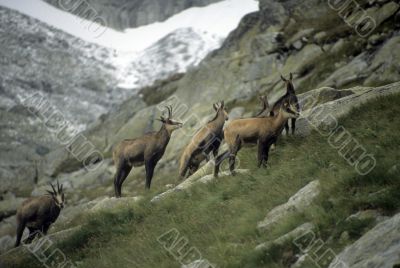 Chamois