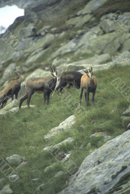 Chamois