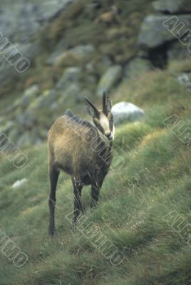 Chamois
