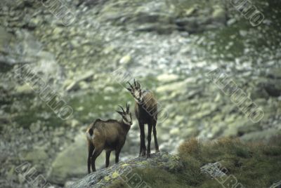 Chamois