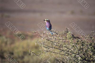 Lilac breasted roller