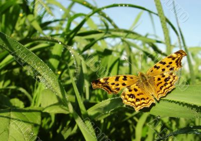 butterfly on the grass