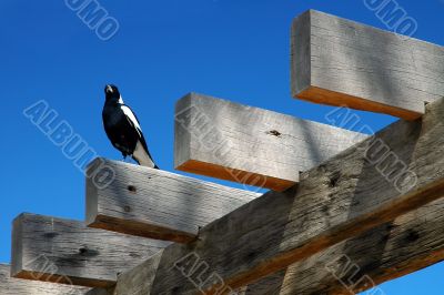 bird on logs