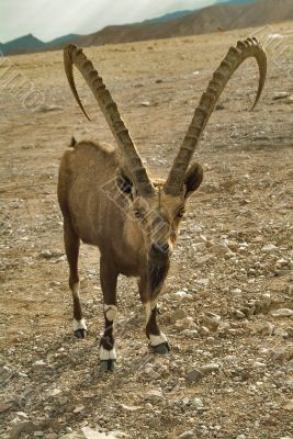 The free inhabitant of desert.