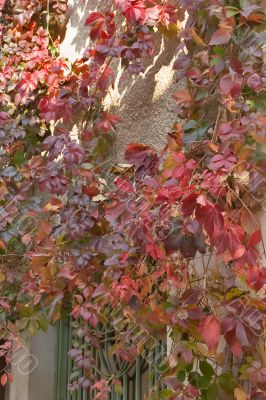 Red leaves