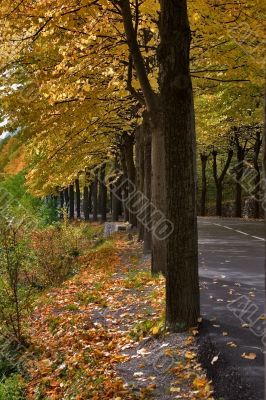 Autumn color