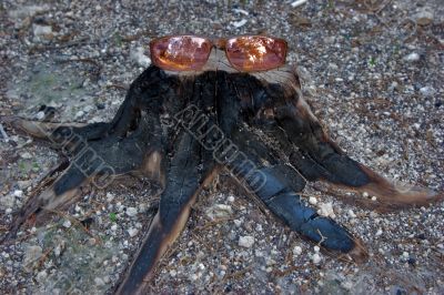 Solar glasses on a burnt stub
