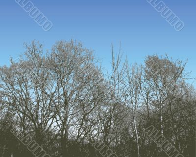 Tree Silhouette