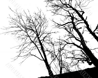 Tree Silhouette