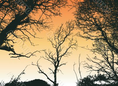 Tree Silhouette