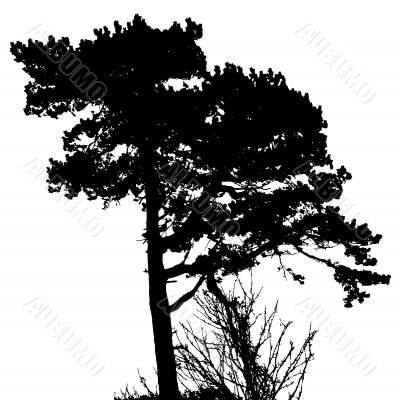 Tree Silhouette