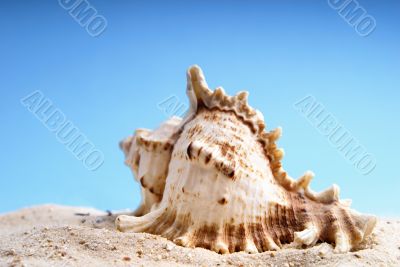 Shell