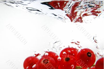 Redcurrant