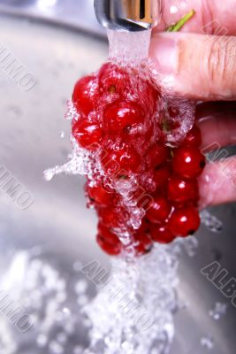 redcurrant