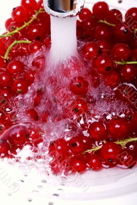 redcurrant