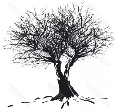 Tree silhouette