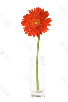 Red gerber in a glass
