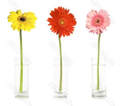 Three gerbers in vases
