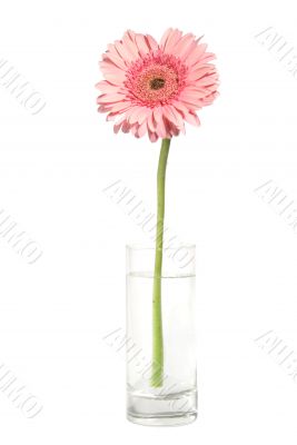 Pink  gerber in a glass