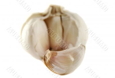 Fresh Garlic 3