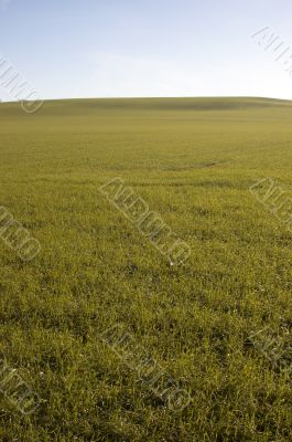 Green field