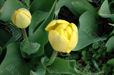 Yellow tulips