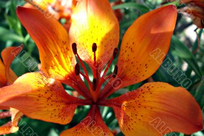 Tiger Lily