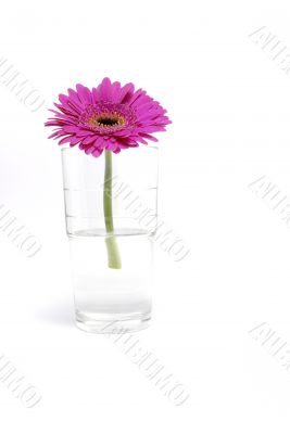 Flower in a water glass