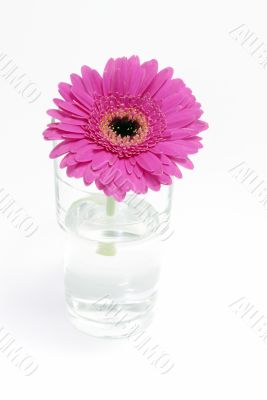 Pink Flower