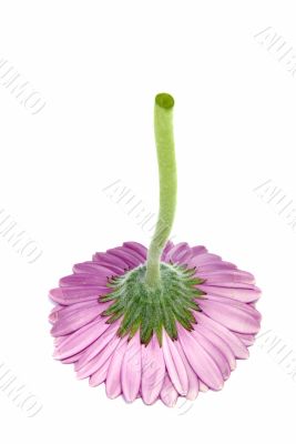 Pink flower