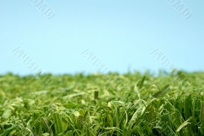 Grass and blue sky