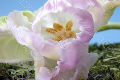 Tulip Close-up