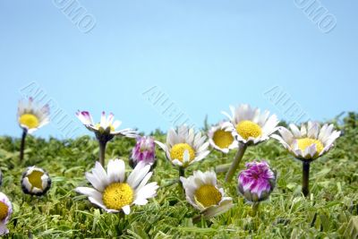 Flowers on a meadow