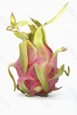 Pitahaya fruit