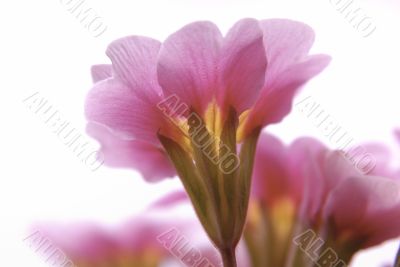 Pink flower