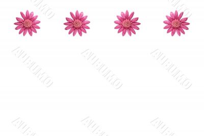 Pink flowers