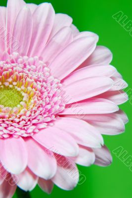 Pink Gerbera