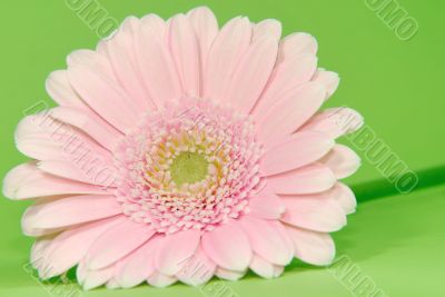 Pink Flower