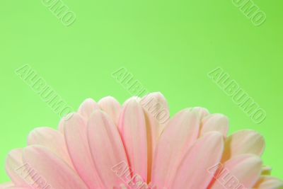 Pink flower