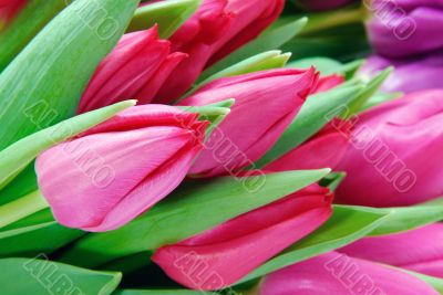 Tulips