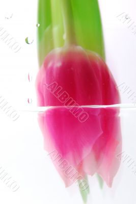 Tulip head in the water