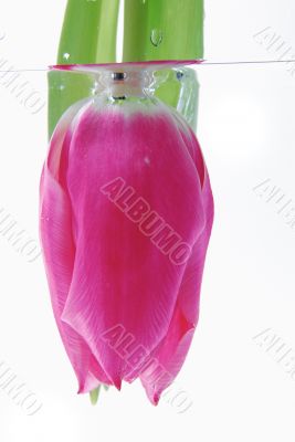 Tulip