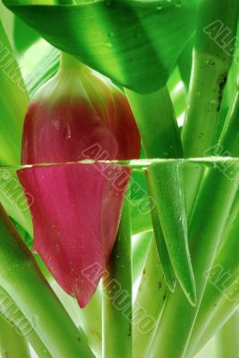 Tulpenstengel