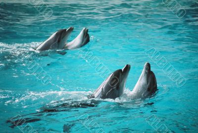 four dolphins are playing