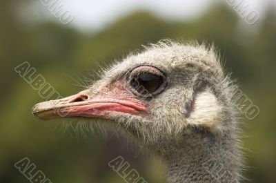 Ostrich