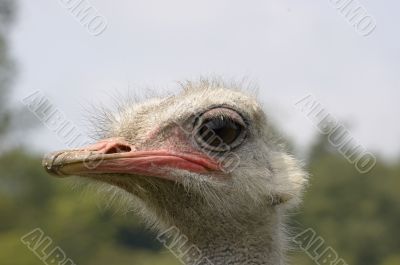 Ostrich